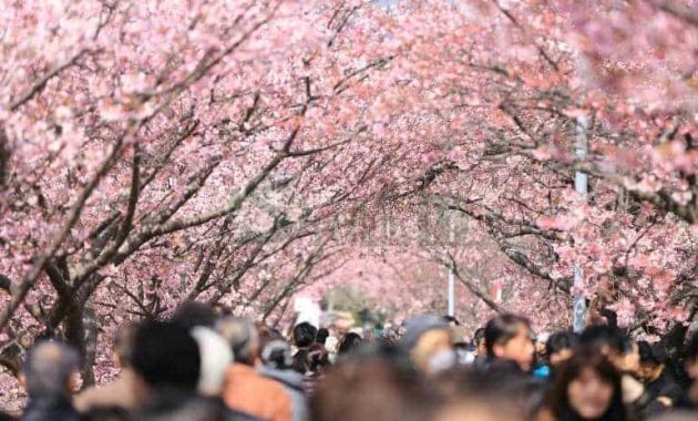 Tips Untuk Seorang Muslim Yang Ingin Berwisata Ke Jepang (Negeri Matahari)