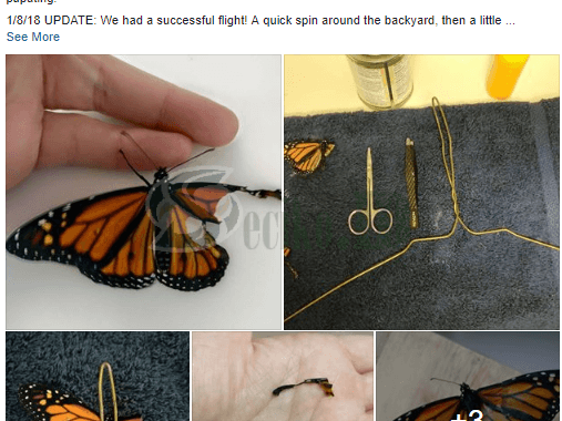 Viral : Woman Fixes Butterfly’s Wings To Save His Life. See The Transformation