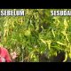 Video CARA MENGATASI PATEK PADA CABE RAWIT | CARA MENANAM CABE 2021 Video CARA MENGATASI PATEK PADA CABE RAWIT | CARA MENANAM CABE 2021