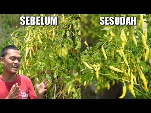 Video CARA MENGATASI PATEK PADA CABE RAWIT | CARA MENANAM CABE 2021