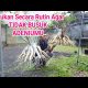 Video Cara ini Mencegah Busuk Adenium 2021