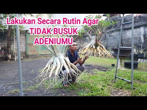 Video Cara ini Mencegah Busuk Adenium 2021
