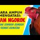 Video CARA AMPUH Mengobati AYAM NGOROK yang Sering KAMBUH 2021 Video CARA AMPUH Mengobati AYAM NGOROK yang Sering KAMBUH 2021