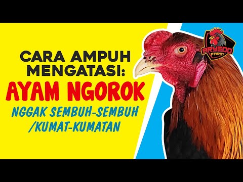 Video CARA AMPUH Mengobati AYAM NGOROK yang Sering KAMBUH 2021