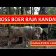 Video KAMBING CROSS BOER – VIRAL CARA MENGOBATI PENYAKIT KAMISONDHO 2021