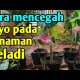 Video Cara Mencegah Loyo Pada Tanaman Keladi 2021