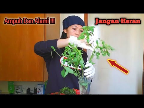 Video AMPUH DAN ALAMI !!! BEGINI CARA MENGATASI/MENGOBATI WASIR AMBEIEN DENGAN CEPAT DAN AMAN 2021