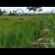 Video Cara mencegah Hama Padi Secara Alami bisa menambah pendapatan Petani 2021 Video Cara mencegah Hama Padi Secara Alami bisa menambah pendapatan Petani 2021