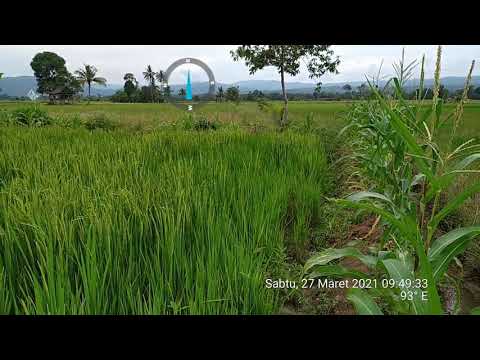 Video Cara mencegah Hama Padi Secara Alami bisa menambah pendapatan Petani 2021