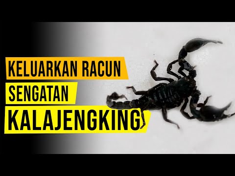 Video Jangan Panik! Begini Cara Terbaik Mengobati Sengatan kalajengking dengan cepat 2021