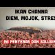 Video CARA MENGATASI IKAN CHANNA STRES / MOJOK 2021 Video CARA MENGATASI IKAN CHANNA STRES / MOJOK 2021