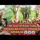 Video Cara Mudah Cegah Hama Siput Atau Bekicot Pada Tanaman Adenium 2021