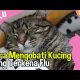 Video Dunia Kucing Eps 50 – Cara Mengobati Kucing yang Terkena Flu 2021