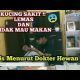 Video Cara Mengobati Kucing Sakit Lemas – Muntaber 2021