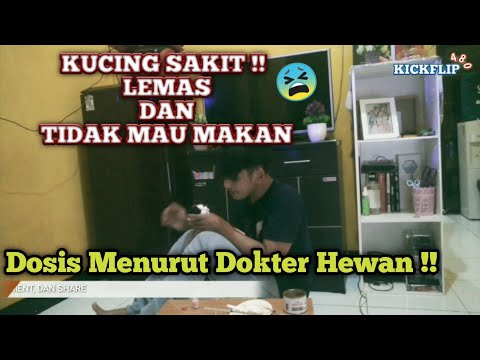 Video Cara Mengobati Kucing Sakit Lemas – Muntaber 2021