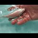 Video Cara mengobati ikan yang sakit sampai kembali ke dalam kolam. 2021 Video Cara mengobati ikan yang sakit sampai kembali ke dalam kolam. 2021