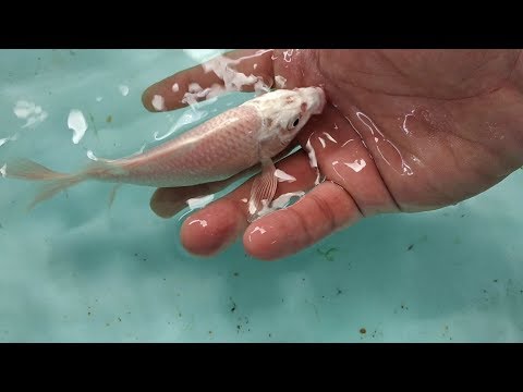 Video Cara mengobati ikan yang sakit sampai kembali ke dalam kolam. 2021