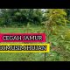 Video CARA SAYA DALAM MENCEGAH HAMA JAMUR DI MUSIM HUJAN | BOCAH DUREN 2021