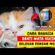 Video AMPUH !! CARA MENGOBATI KUCING SAKIT MATA – KUCING BELEKAN BENGKAK DAN BERAIR | TIPS MERAWAT KUCING 2021