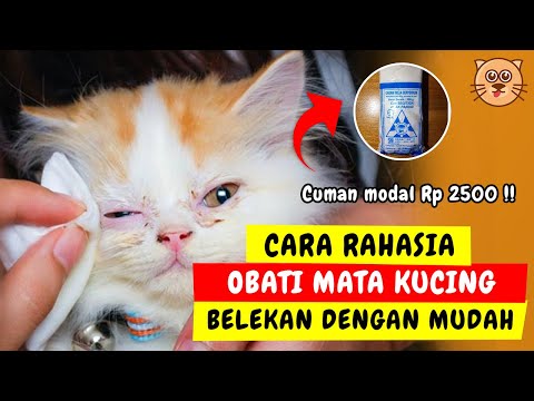 Video AMPUH !! CARA MENGOBATI KUCING SAKIT MATA – KUCING BELEKAN BENGKAK DAN BERAIR | TIPS MERAWAT KUCING 2021