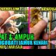 Video TERBUKTI AMPUH…!CARA MENGOBATI JAMUR PADA KAKI KENARI HANYA 3 HARI 2021