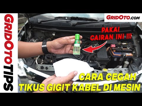 Cara Cegah Tikus Gigit Kabel di Mesin | How To | GridOto Tips 2021