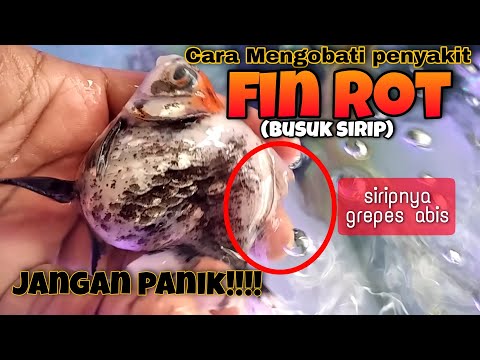 CARA MENGOBATI BUSUK SIRIP – FIN ROT 2021