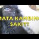 Cara Ampuh Mengobati Mata Kambing Yang Sakit 2021