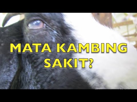 Cara Ampuh Mengobati Mata Kambing Yang Sakit 2021