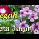 CEGAH VINCA KENA JAMUR (Cara Mencegah Vinca Kena Jamur) 2021