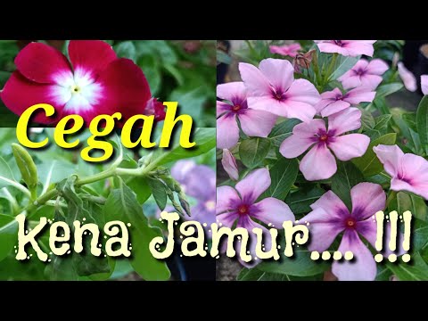 CEGAH VINCA KENA JAMUR (Cara Mencegah Vinca Kena Jamur) 2021