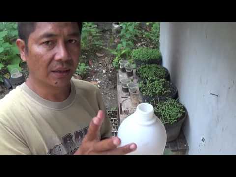 Cara Mencegah dan Membasmi Hama Tanaman Cabe dan Sayuran Organik dengan Pestisida Alami 2021