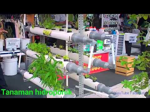 Contoh Model Membuat Tanaman Hidroponik
